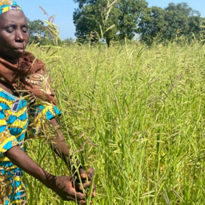 A woman in her Brachiaria field in Farakala, Mali (photo credit: ILRI/Michel Dione).