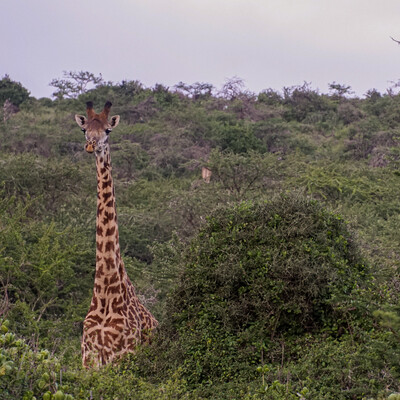 Giraffe in ILRI Kapiti ranch