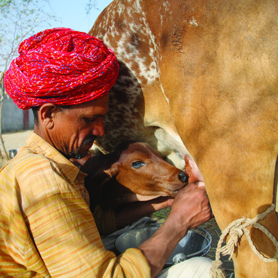 Indian cow