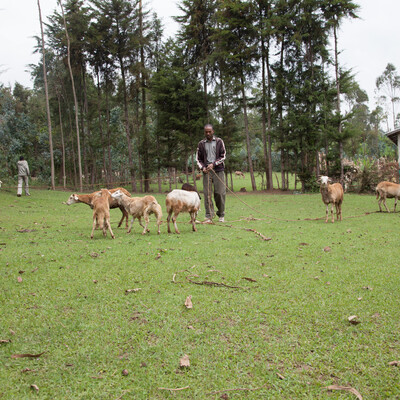 Feeding sheep, Doyogena, Ethiopia