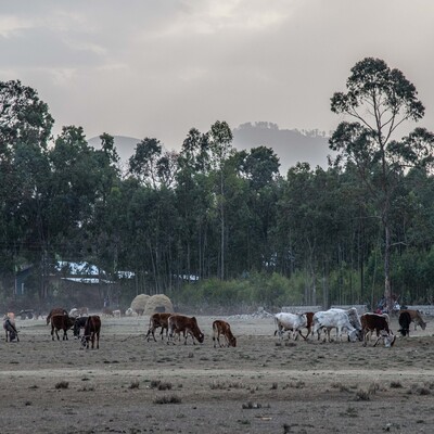 Restoration of Livestock Services in Conflict and Drought Affected areas of Ethiopia (RESTORE)