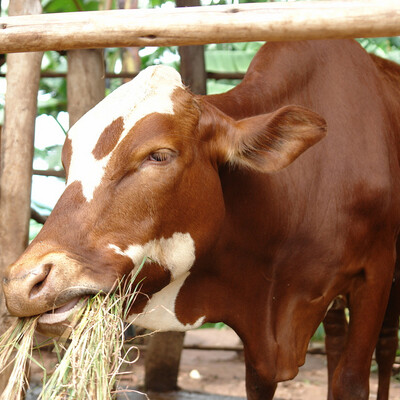 Dairy cow