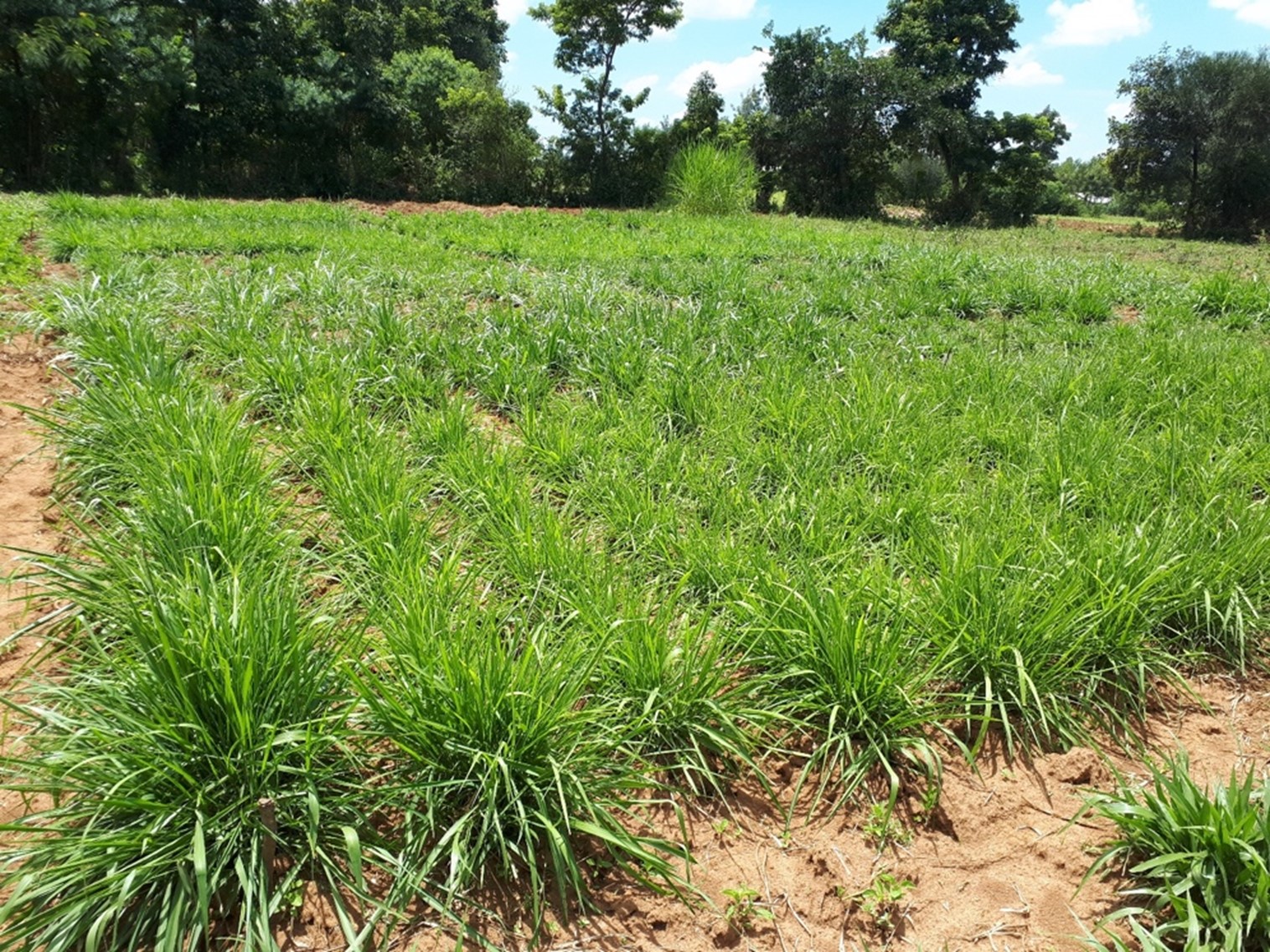 Improved Forage Grasses: Making the case for their integration into ...