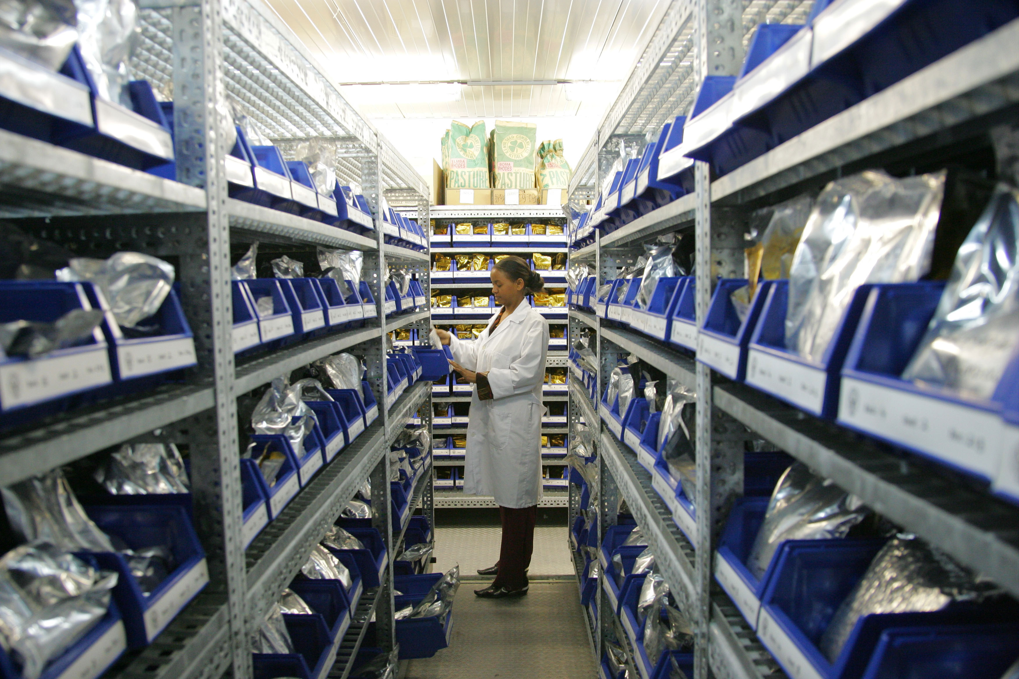 Haregua Kefelegne, ILRI lab assistant, withdraws seeds stored at 8 degrees C for dispach to multiplication sites (photo credit: ILRI/Stevie Mann).