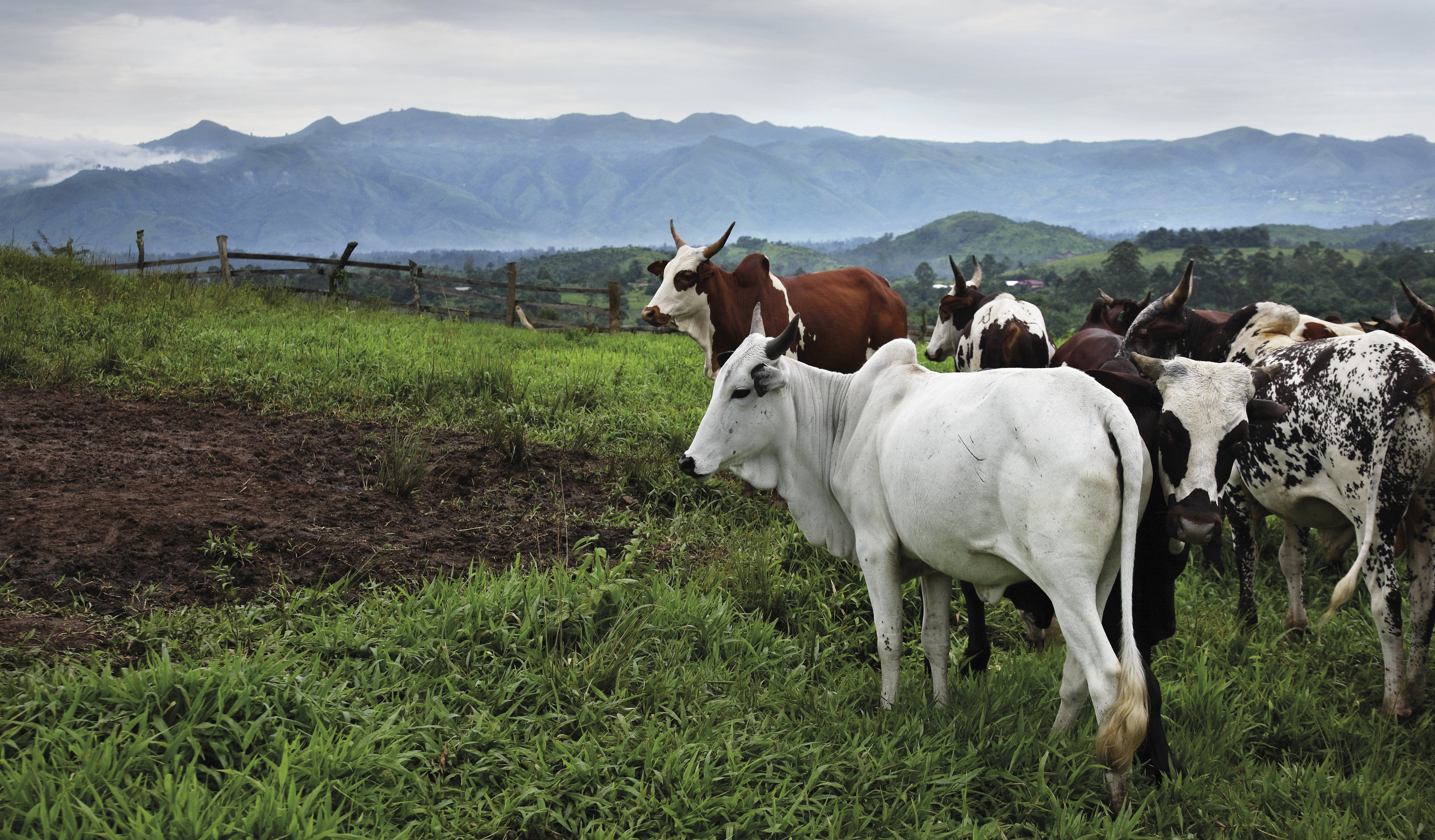 Red & White Fulani. Location: Bamenda, Cameroon.