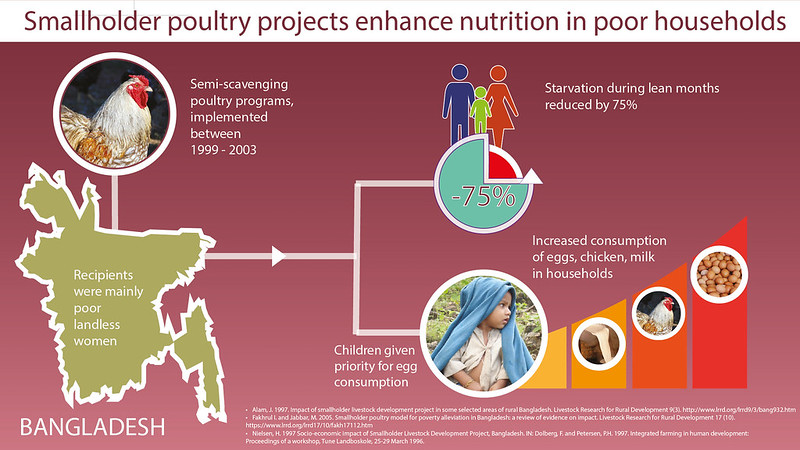Chickens in Bangladesh improve nutrition
