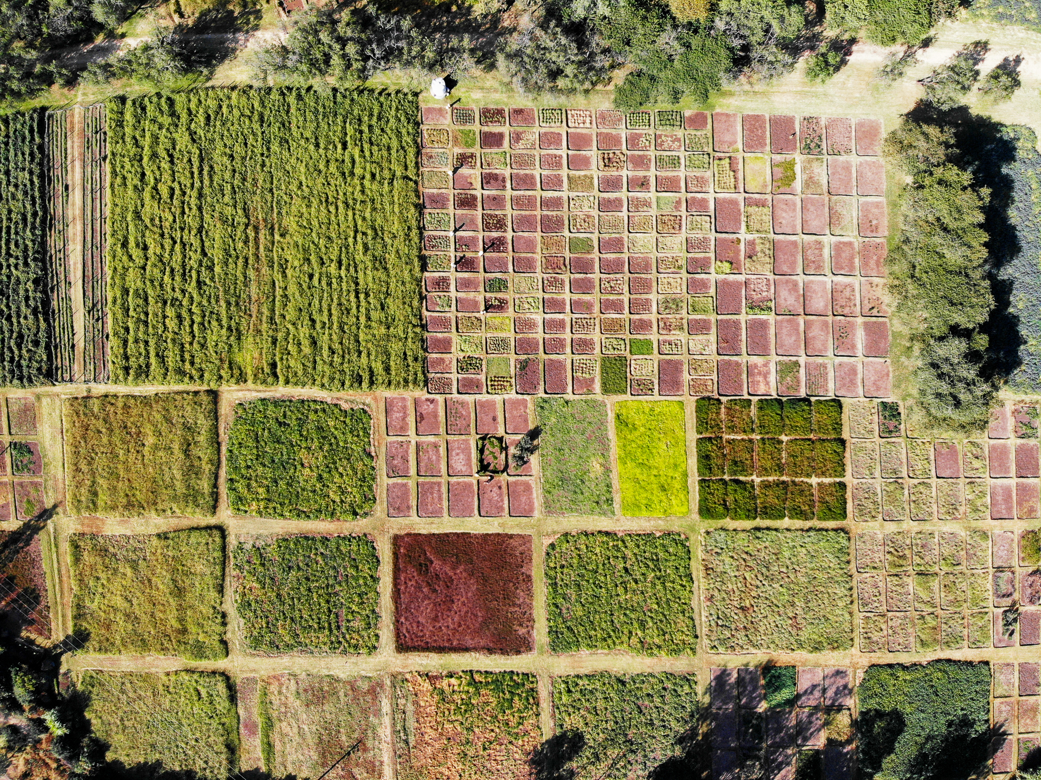 Genebank and HSU plots in Debre Zeit. Credit: Shawn Landersz