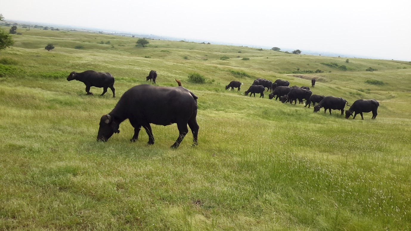 Rangeland in Resamiya village, Sauratra region of Gujarat