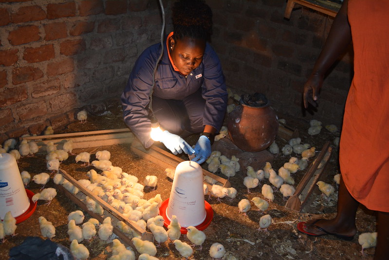 Testing poultry for antimicrobial resistance in Uganda