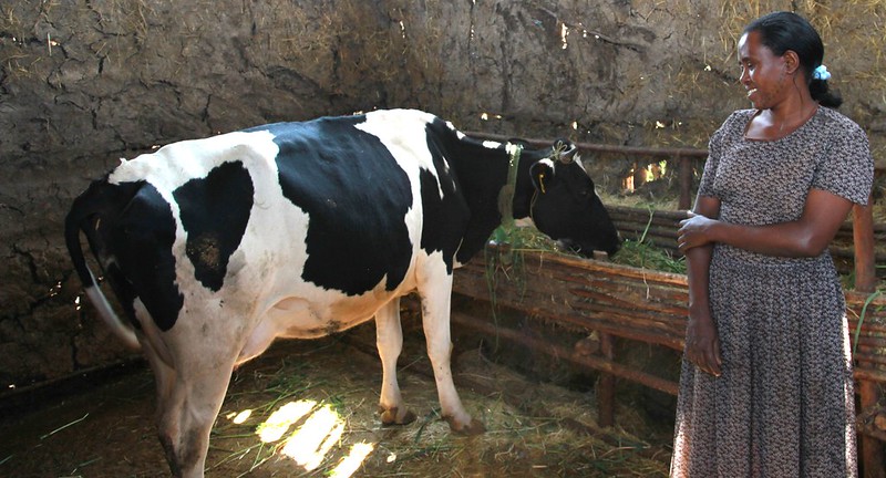  A woman farmer benefits from improved feed management system (photo credit: ILRI/Zerihun Sewunet).