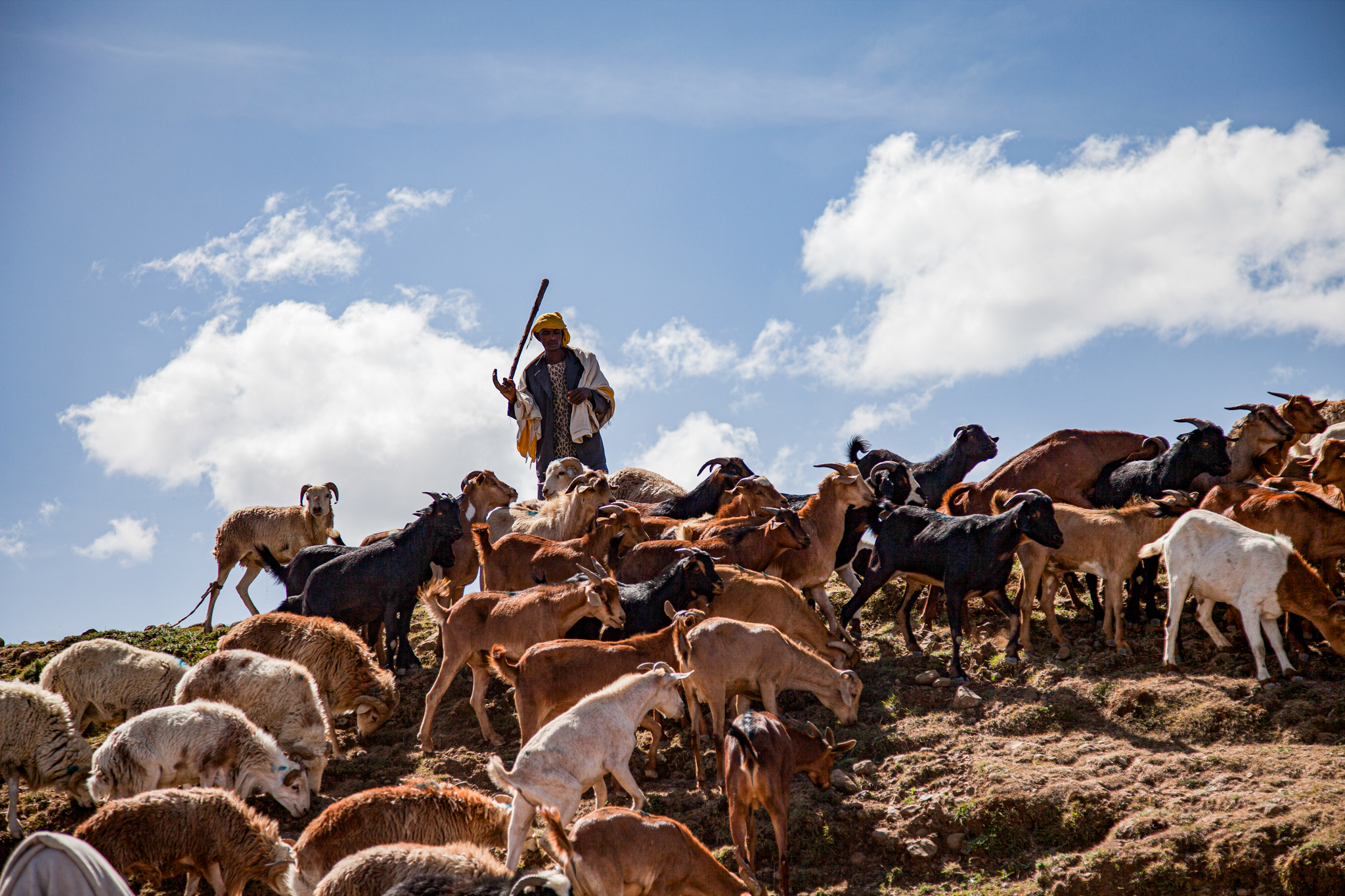 Ethiopian herder with sheep 