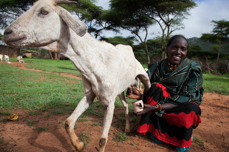 A women pastoralist milks her goat in Borana, Ethiopia (photo credit: ILRI\Zerihun Sewunet).