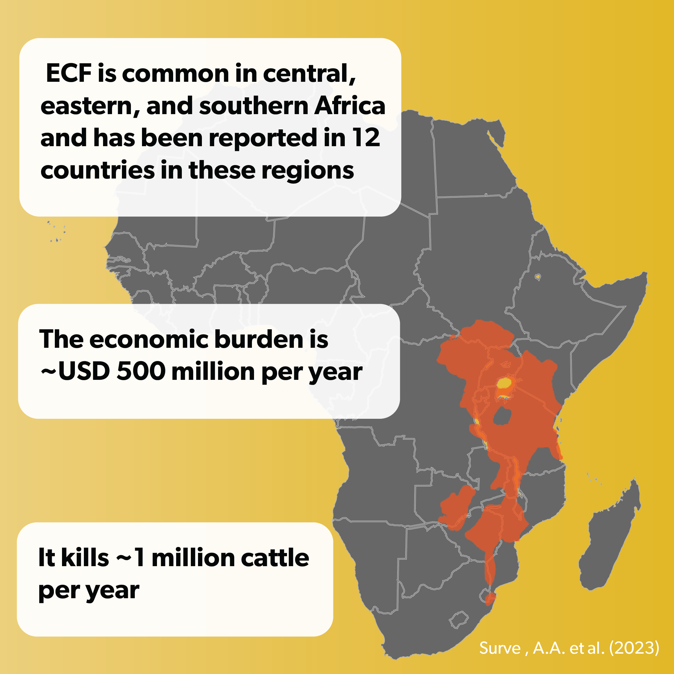 ECF distribution