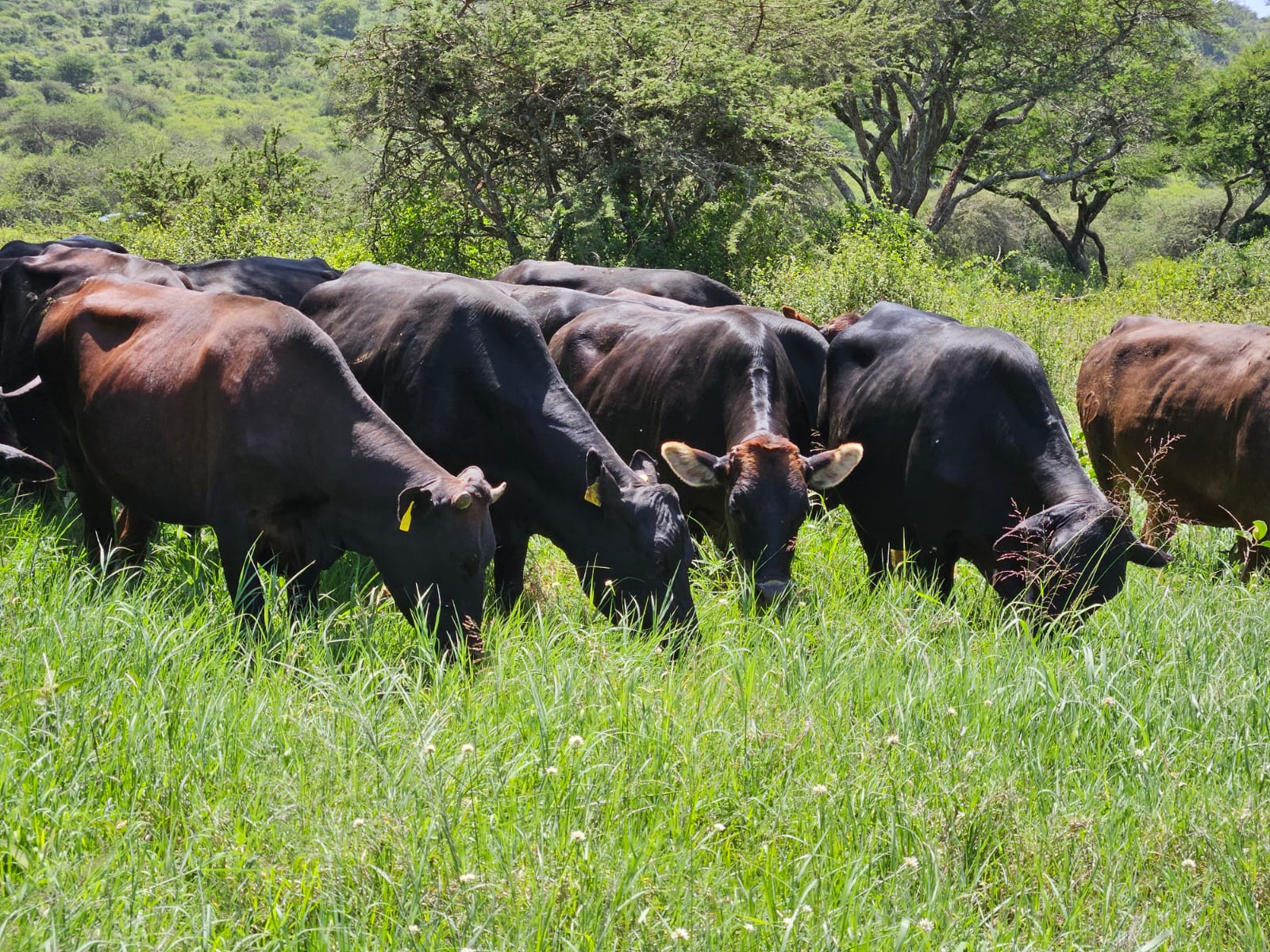 African cattle grazing grassland