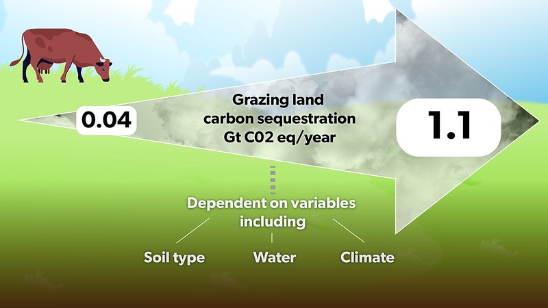 Infographic on potential carbon sequestration in grazing lands. 