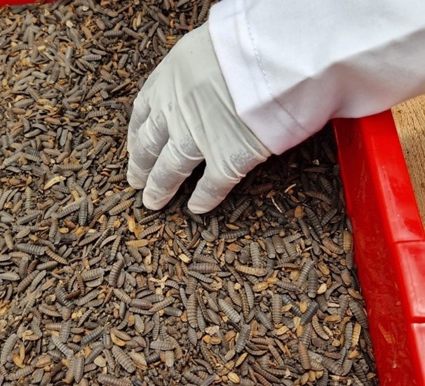 Black soldier fly larvae