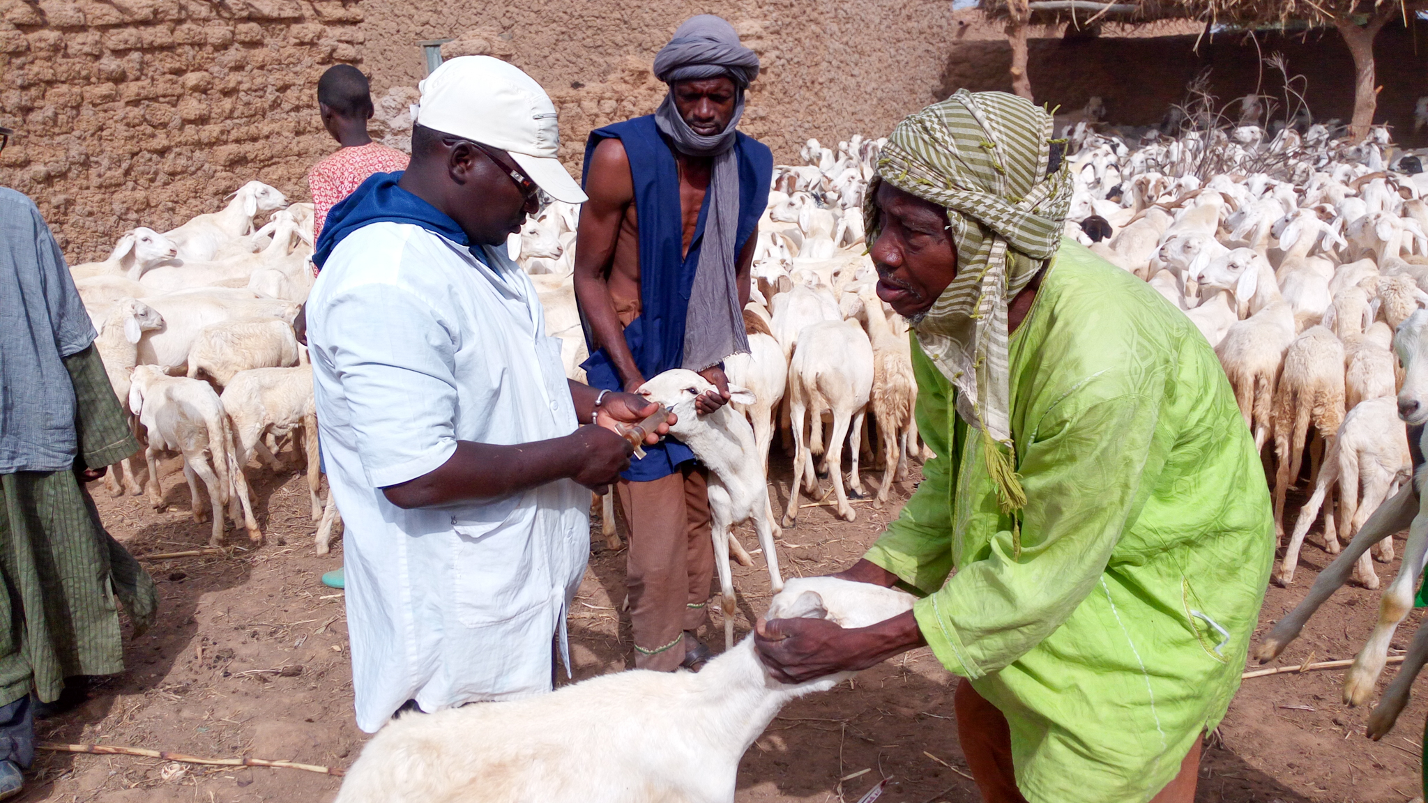 Mass vaccination of small ruminants by private veterinarians