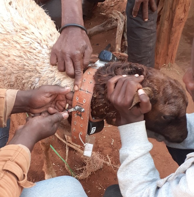 Fixing GPS collar to sheep