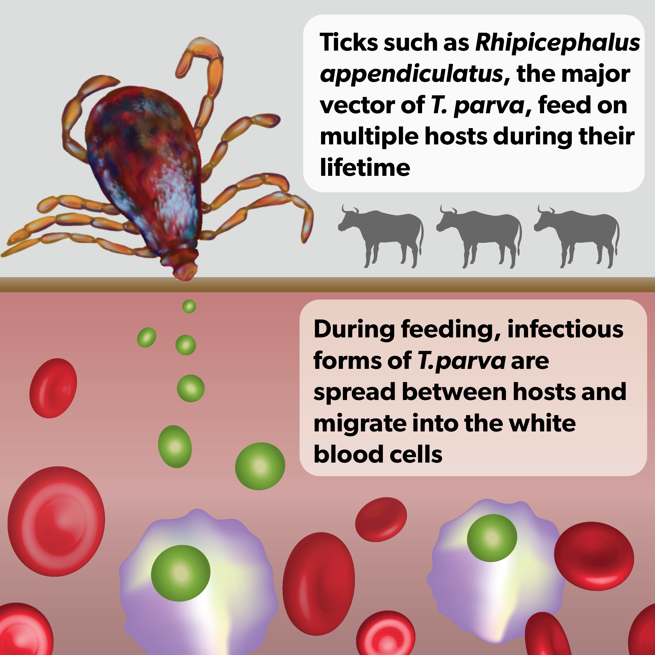 Ticks spread East Coast fever