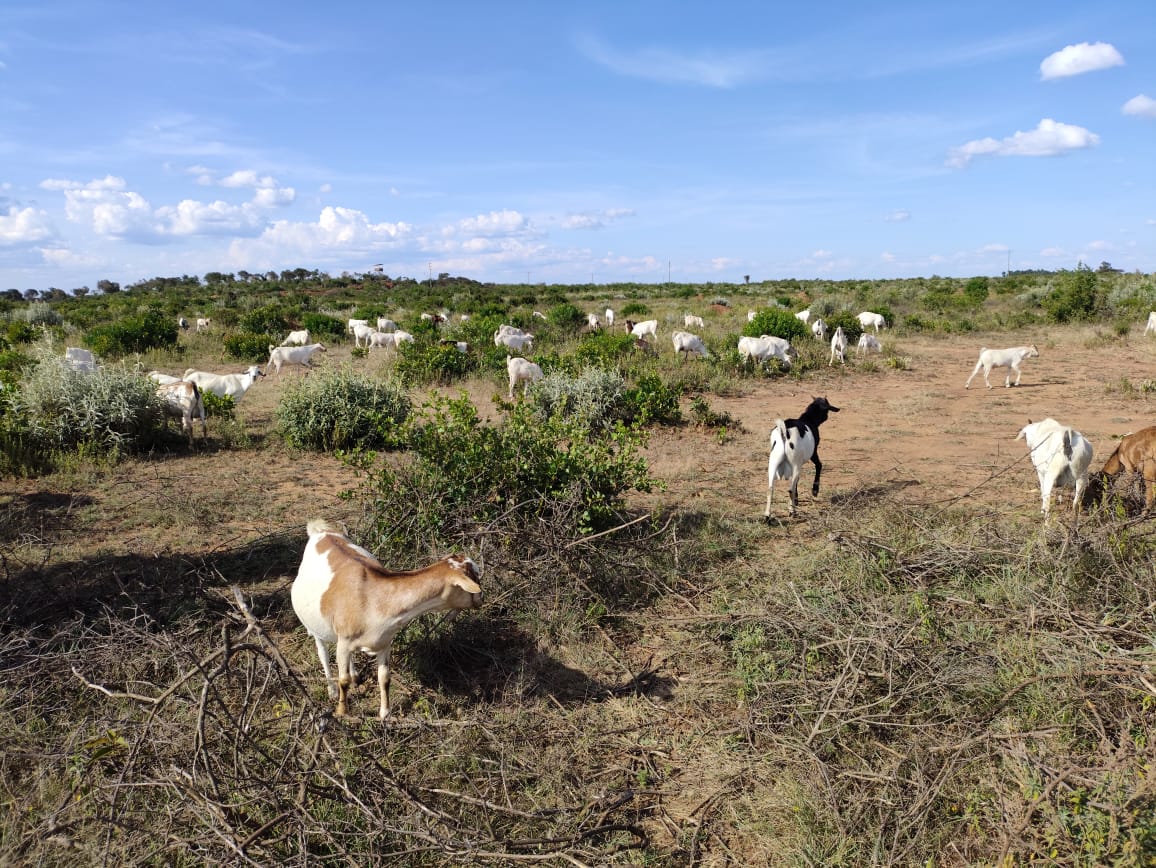 Communal grazing land with sheep and goats grazing outside the Mukutan Conservancy in Laikipia County. Large patches of bare soil are signs of overgrazing and land degradation