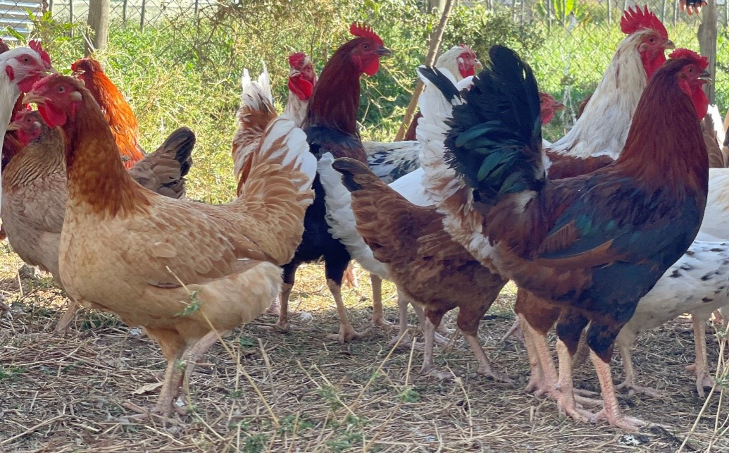 Picture 1826278526, Picture