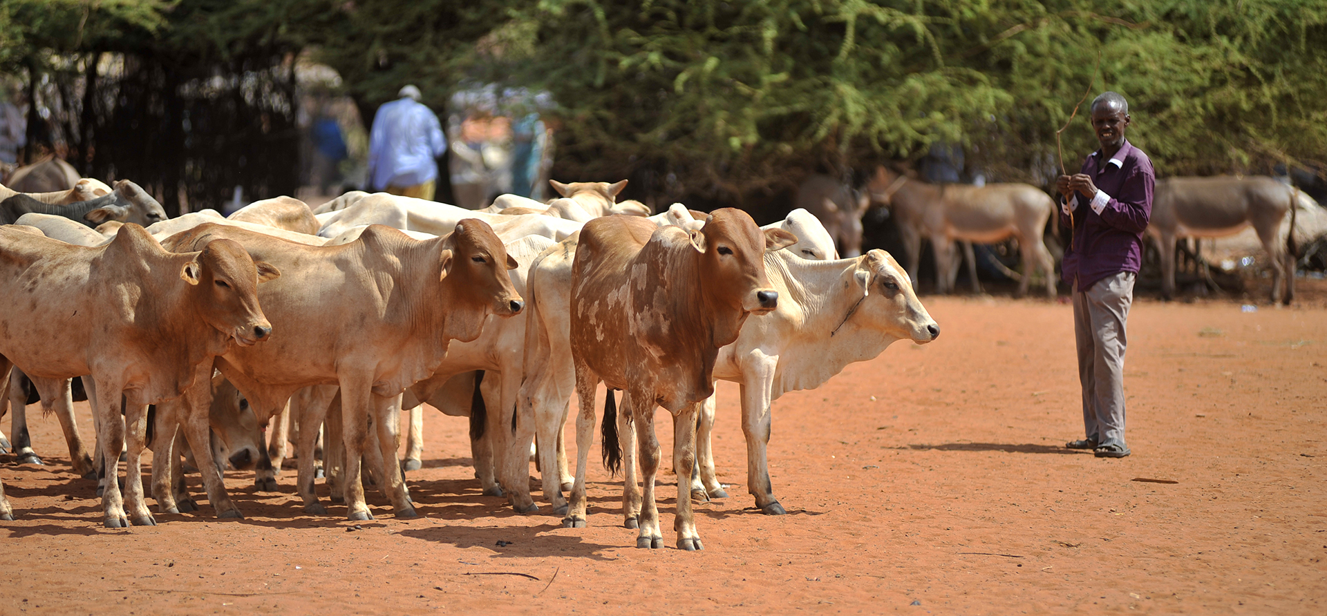 science-helps-tailor-livestock-related-climate-change-mitigation