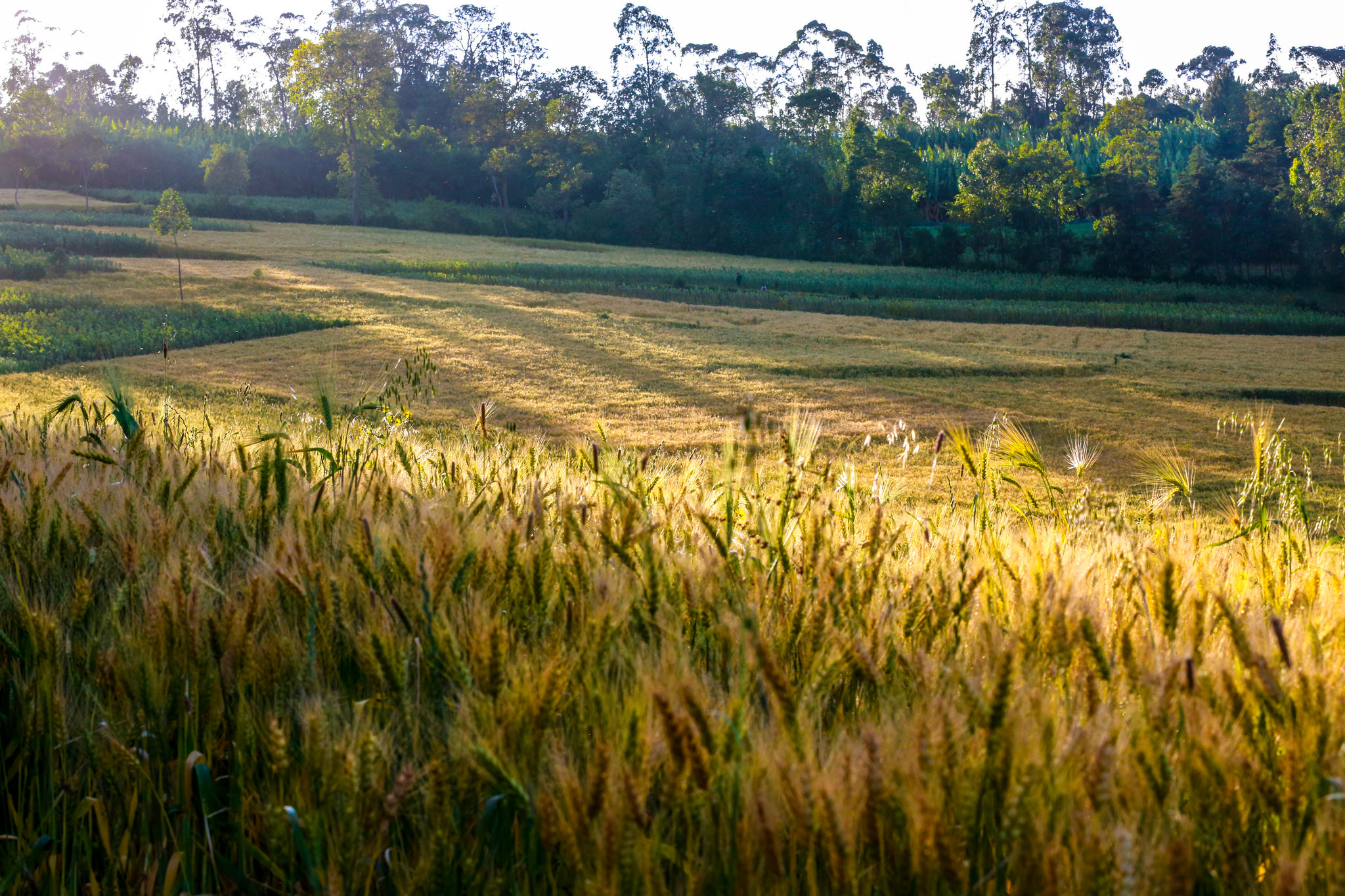 typical-mixed-crop-livestock-farming-of-western-kenya-flickr