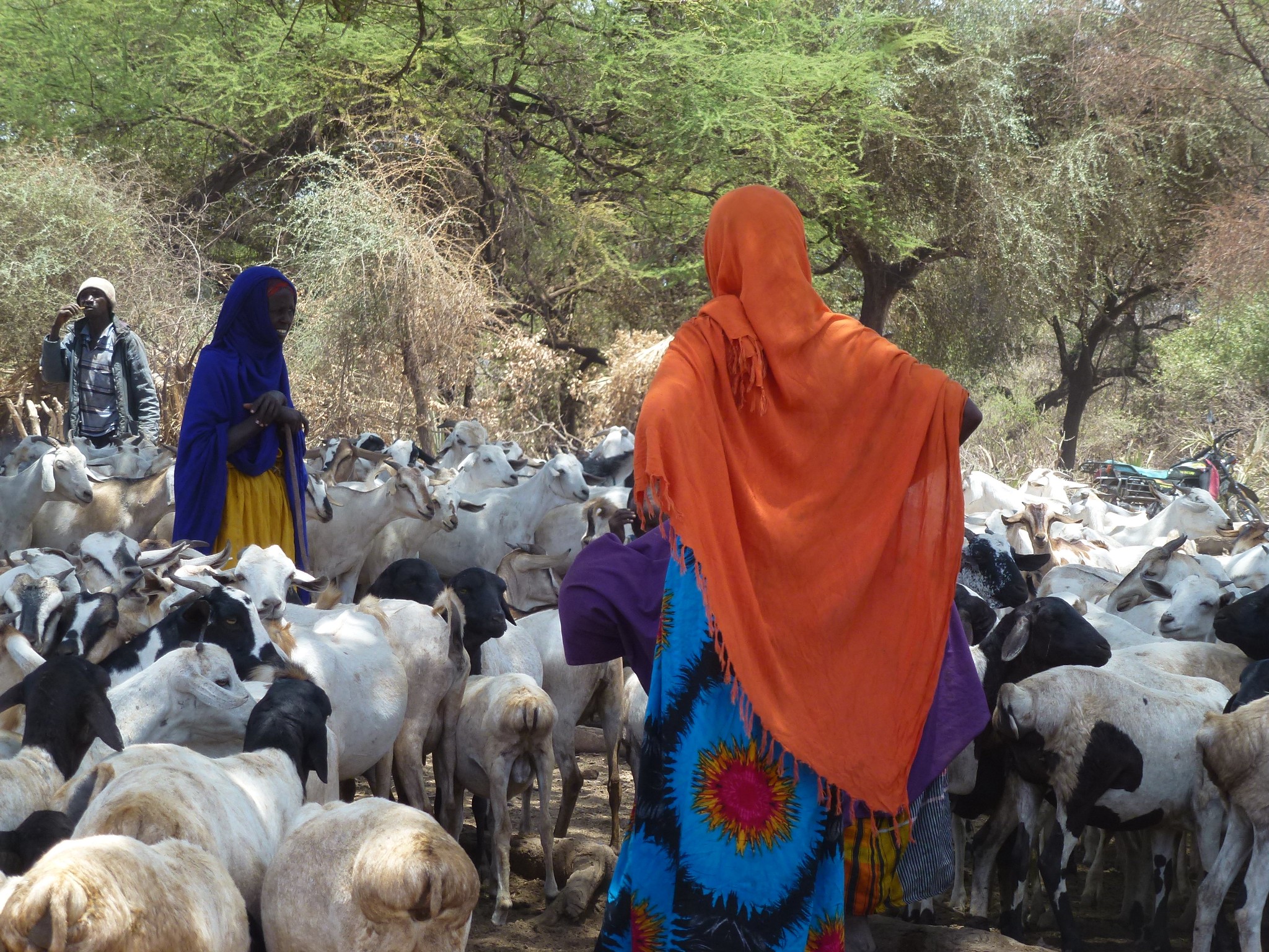 What Is Nomadic Pastoralist