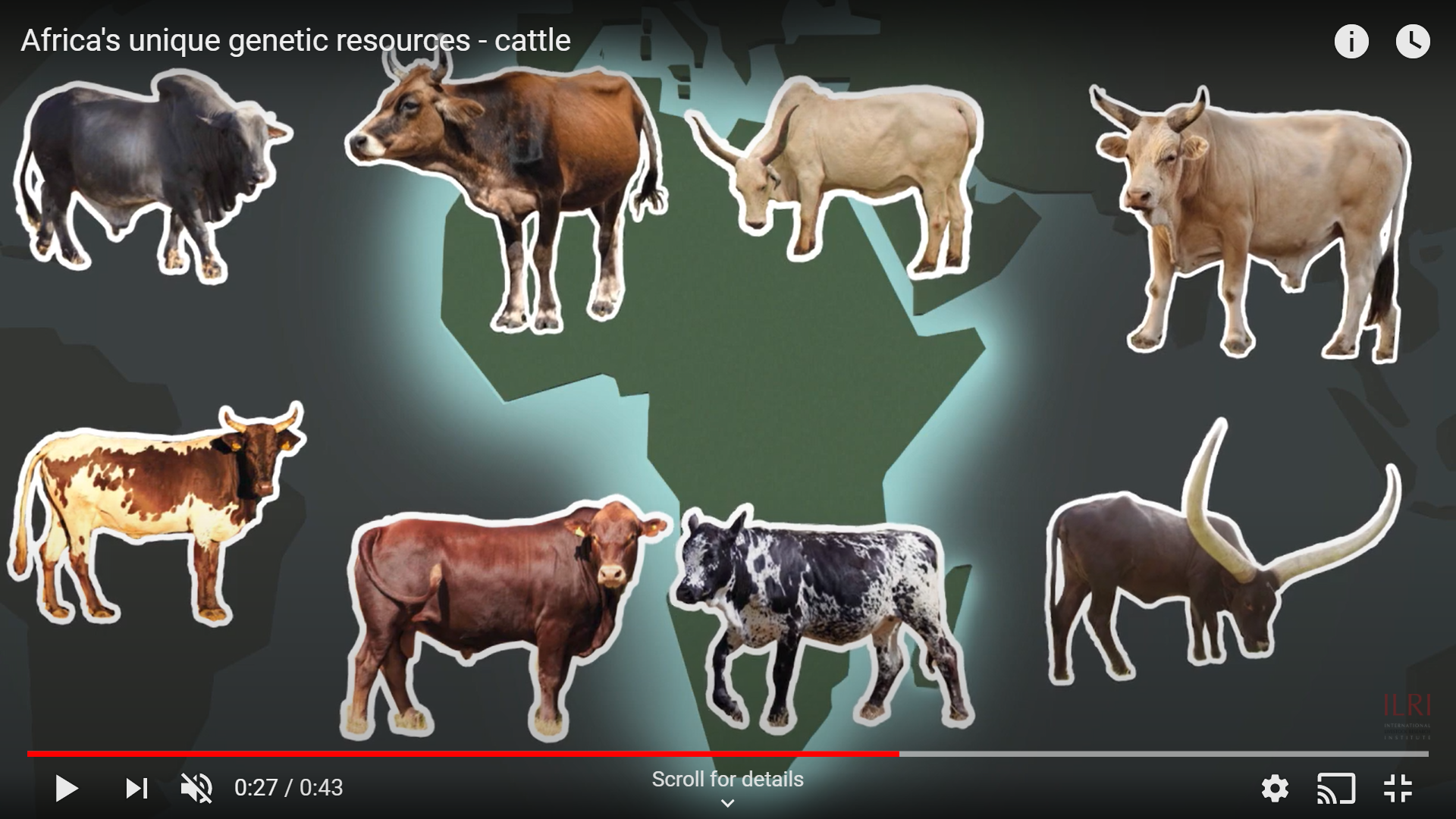 A 1 000 Year Old Evolutionary Jolt Helped African Cattle Adapt To The   Screenshot 21 