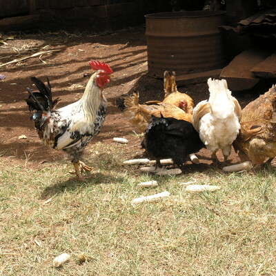 First National Poultry Development Strategy To Enhance Food And ...