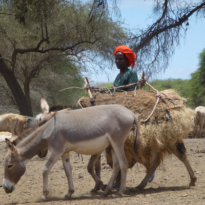 Ethiopia National Poultry Development Strategy 2022–2031 (የኢትዮጵያ ብሄራዊ ...