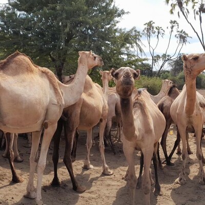 Dromedary camel adaptations