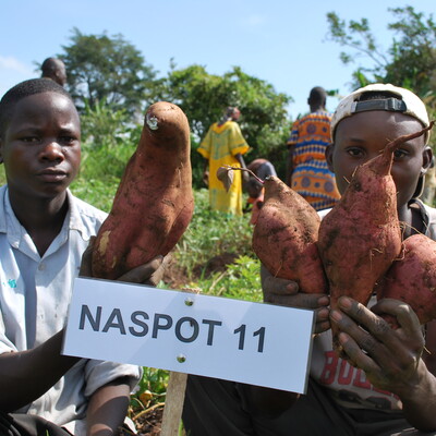 Project 2 partners from Makerere University conducting sweet potato variety selection at Hoima District, Uganda (photo credit: ILRI/Bio-Innovate).