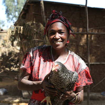 African Chicken Genetic Gains (ACGG) project (photo credit: ILRI/Apollo Habtamu) 2017.