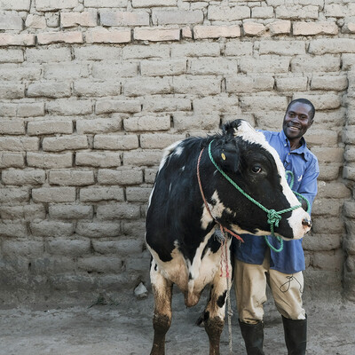 Superior bull identified through genotypic and phenotypic data under African Dairy Genetic Gains Platform (photo credit: ILRI/K Dhanji).