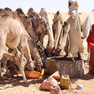 Young female camel herder watering camel herd from a well in Wadi Howar in the Gizu ecosystem in the Sahara Desert, Sudan (photo credit: ILRI/H.Sulieman).