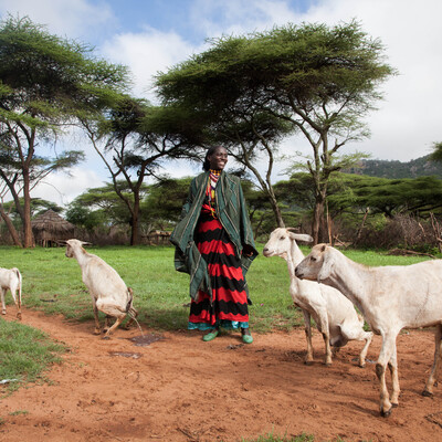 A pastoralist leads her goat for grazing Borana, Ethiopia (photo credit: ILRI/Zerihun Sewunet).