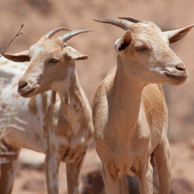 Abergelle goats