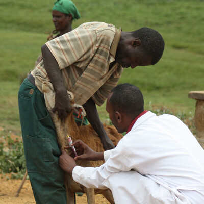 Testing for disease in sheep in Ethiopia