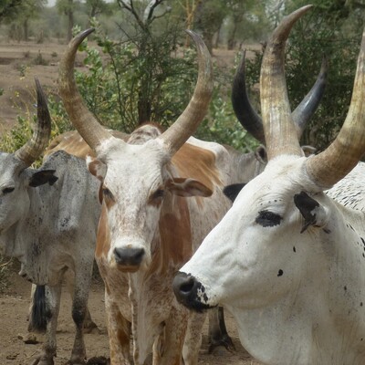 Afar cattle