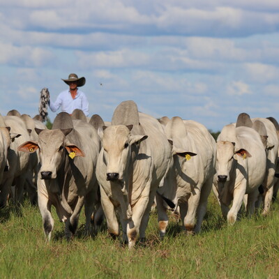 A cattle rancher with a herd of Nelore short cycle cattle at the Hacienda San José in Colombia. Photo Credit: Hacienda San José A cattle rancher with a herd of Nelore short cycle cattle at the Hacienda San José in Colombia. Photo Credit: Hacienda San José