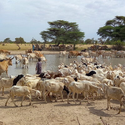 Herds of cattle and sheep around a waterhole at the end of the rainy season in the northern part of the Ferlo silvo-pastoral zone in Senegal. ILRI / Baba Ba Herds of cattle and sheep around a waterhole