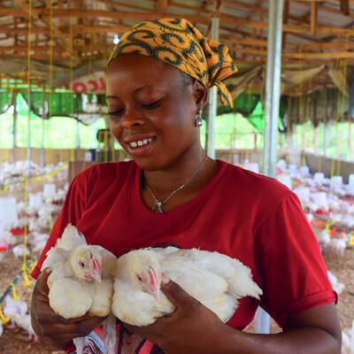 Woman poultry farmer holding chickens. ILRI/ Folusho Onifade Woman poultry farmer holding chickens.