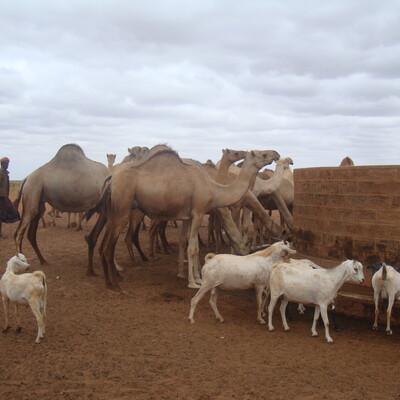 Livestock at Burgabo, Marsabit County - Northern Kenya Livestock at Burgabo, Marsabit County - Northern Kenya
