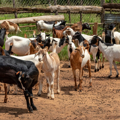 Goats in Isingiro District, Uganda Goats in Isingiro District, Uganda