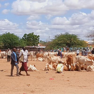 Livestock market in Northern Kenya Livestock market in Northern Kenya