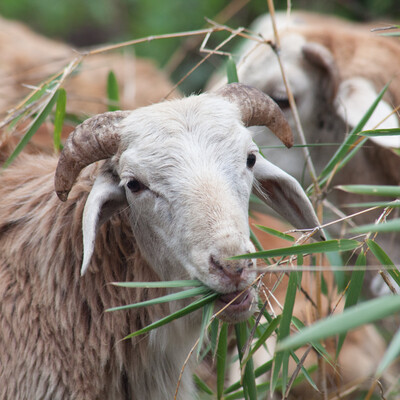Sheep in Doyogena Ethiopia Sheep in Doyogena Ethiopia