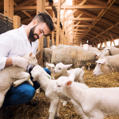 WOAH Image WOAH Image