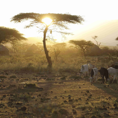 Cattle breed Boran. Location Nr Mega, southern Ethiopia (photo credit: ILRI/ Stevie Mann) Cattle breed Boran. Location Nr Mega, southern Ethiopia (photo credit: ILRI/ Stevie Mann)