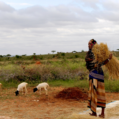 Borana woman collecting hay with sheep Borana woman collecting hay with sheep